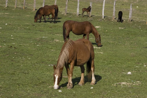 Mooi bruin paarden op boerderij — Stockfoto