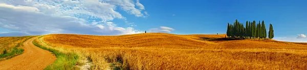 Кипарисы на цветущем поле. Val D 'Orcia, Tuscany, Italy Лицензионные Стоковые Изображения