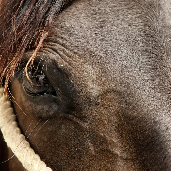 Close-up van een paard oog — Stockfoto