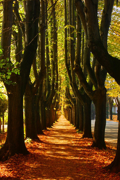 Tree lined avenue in autumn fall with leaves covering the ground.