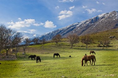 Dağlarda atlar