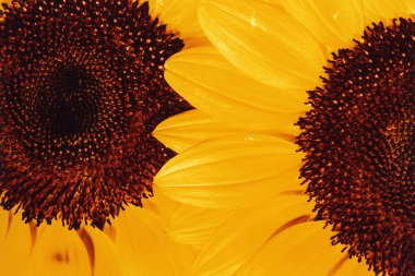 Sunflower - Detail