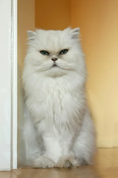 stock image Young Persian cat sitting