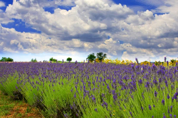 stock image Lavender field