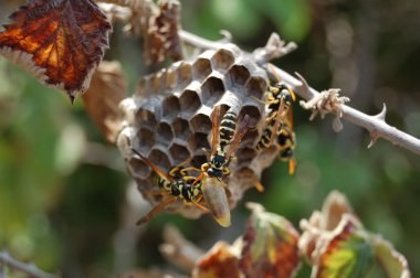 Wasp nest clipart