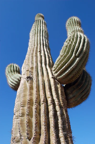 stock image Cactus