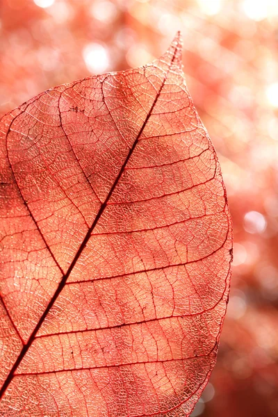 Φθινόπωρο φύλλα φόντο — Φωτογραφία Αρχείου