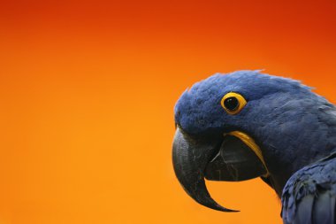 Blue Macaw clipart