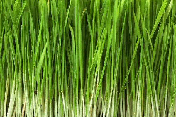 Taze yeşil çimenler — Stok fotoğraf