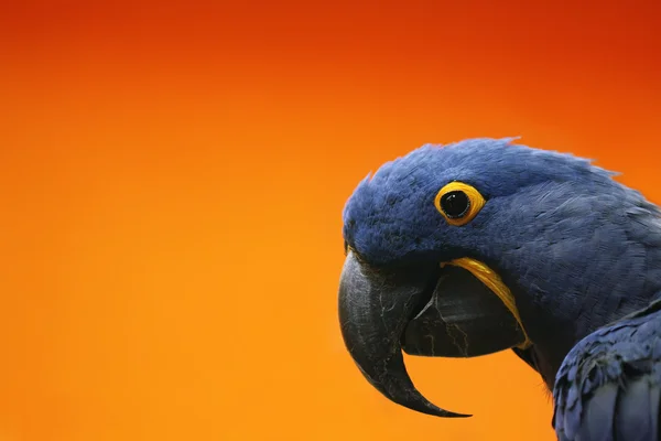 Blue Macaw — Stock Photo, Image