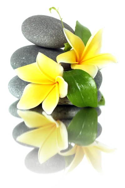 Gelbe Blüten auf gestapelten Steinen — Stockfoto