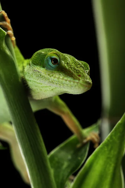 Anole lizard crawling through a plant at night — Stock Photo, Image