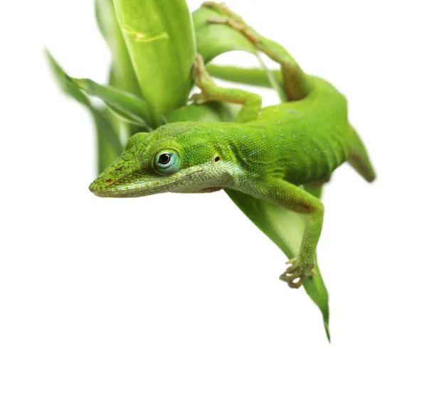 Anole lizard — Stock Photo, Image