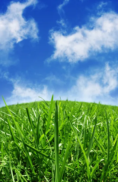 Hierba verde y cielos azules —  Fotos de Stock