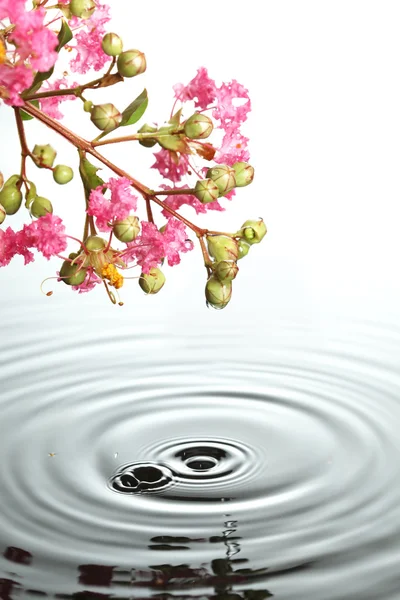 Virág-víz felett — Stock Fotó