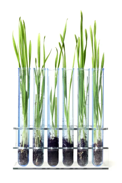 Grass growing in test tubes — Stock Photo, Image