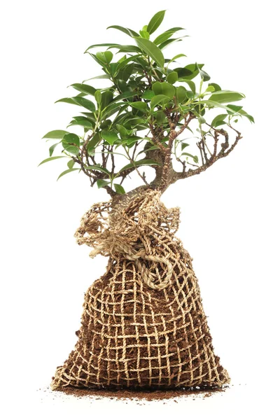 Árbol de Bonsai aislado en blanco —  Fotos de Stock