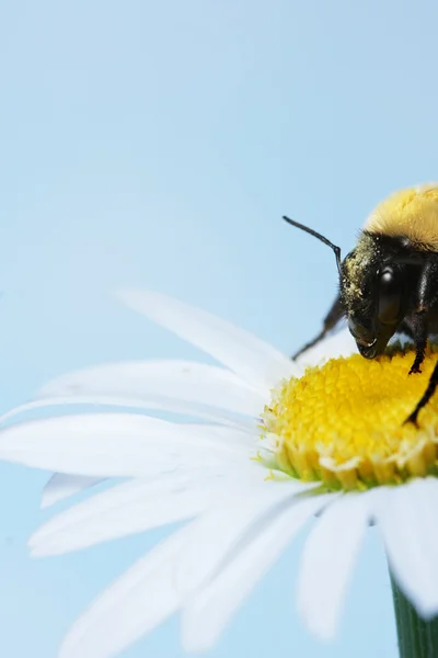 Bumble abelha em uma margarida — Fotografia de Stock