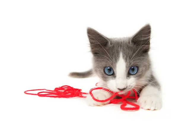 Kociak gra z przędzy — Zdjęcie stockowe