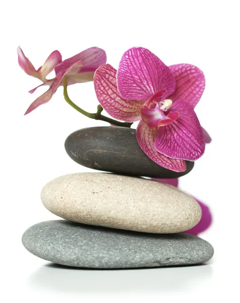 Orquídea que põe em pedras — Fotografia de Stock