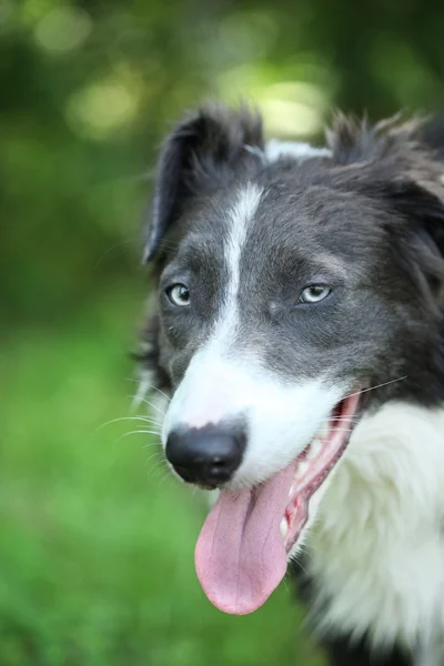 8 month old Border Collie — Stock Photo, Image