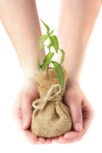 Hands holding young plant — Stock Photo, Image