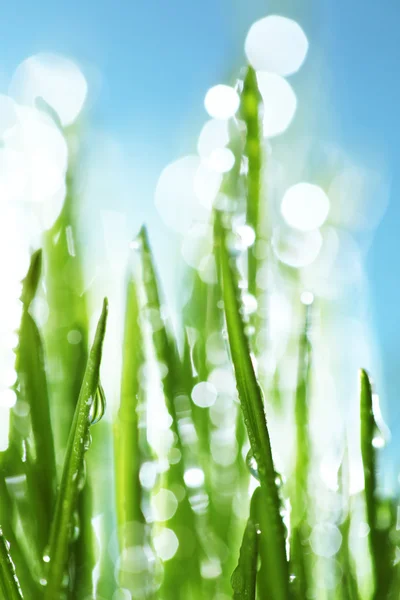 Dauw druppels op groen gras — Stockfoto