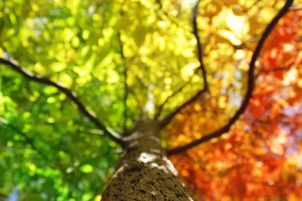 Sonbahar renkleri ağacında — Stok fotoğraf