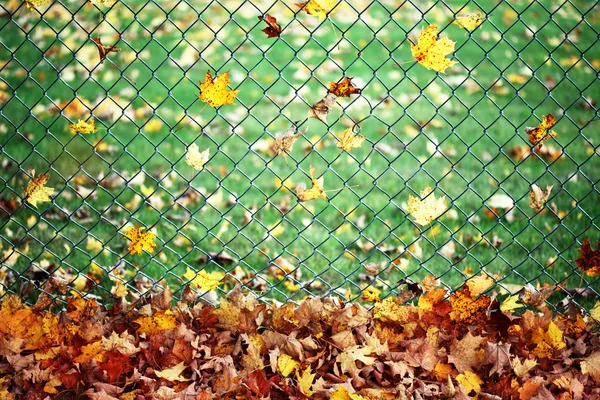 Foglie di autunno su una recinzione — Foto Stock