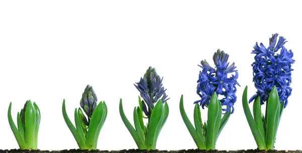 Blå hyacint blommande Stockbild