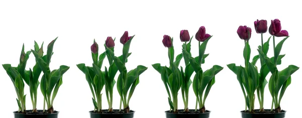 Tulip Time-lapse — Stock Photo, Image