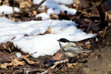 Black-capped Chickadee clipart