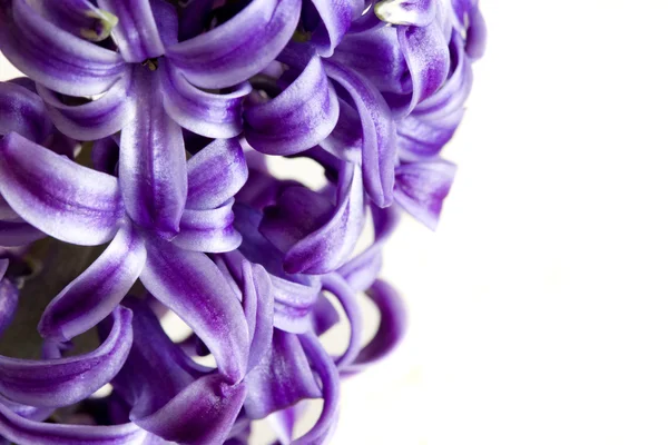 Фіолетовий Гіацинт — стокове фото