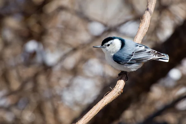 White-Breasted Nuthatch — Stock Photo, Image