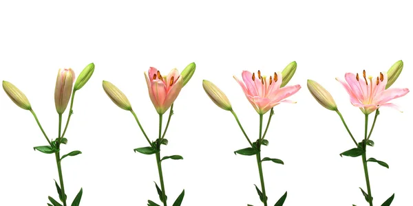 Różowa lilia time-lapse — Zdjęcie stockowe