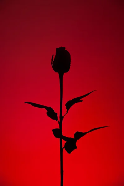 Czerwona róża sylwetka — Zdjęcie stockowe