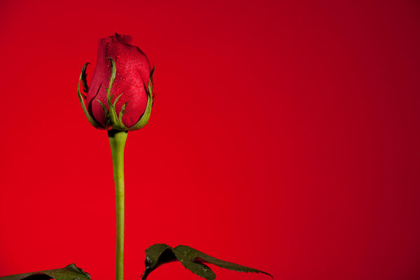 Single red rose over a graduated red background
