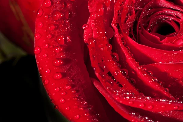 赤いバラの詳細 — ストック写真