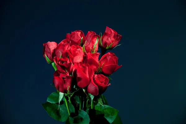青にダースの赤いバラ — ストック写真