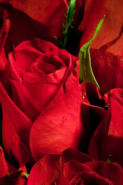 赤いバラの詳細 — ストック写真