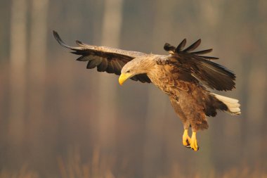 White tailed Eagle, haliaeetus albicilla clipart