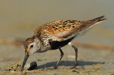 Dunlin Calidris alpina clipart