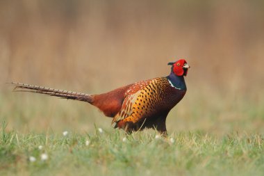 Phasianus colchicus Common Pheasant clipart