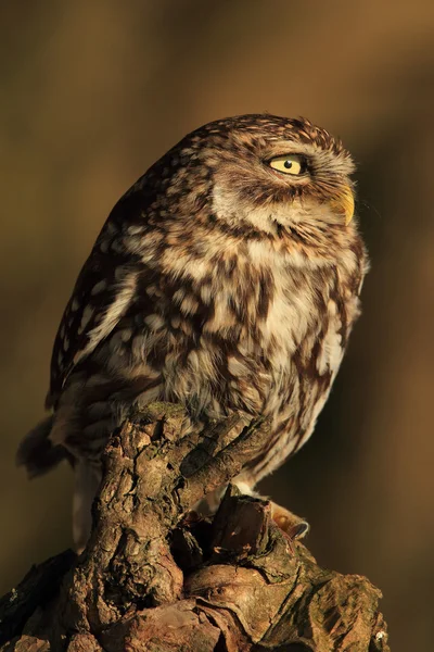 Little owl, Athene noctua — Stock Photo, Image