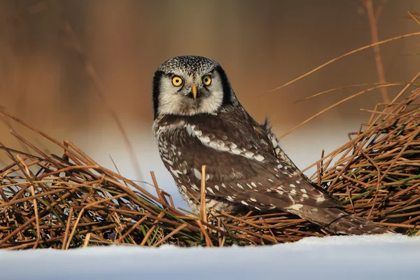 Northern Hawk Owl, Surnia ulula — Stock Photo, Image