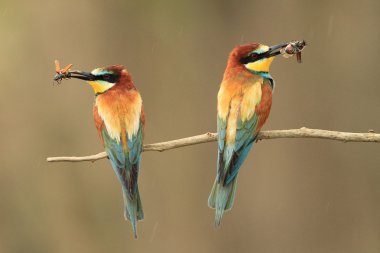 European bee-eaters Merops apiaster clipart