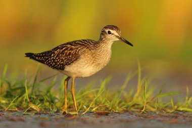 Wood Sandpiper / Tringa glareola clipart