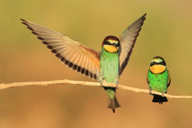 European bee-eaters Merops apiaster clipart