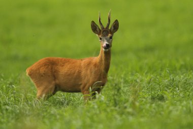 European Roe Deer (Capreolus capreolus) clipart