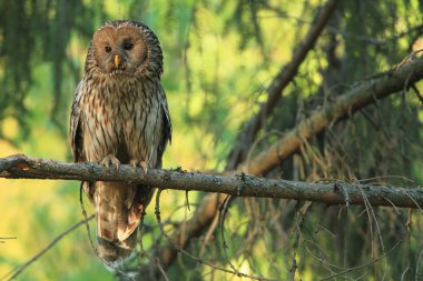 Ural baykuş (Strix uralensis)